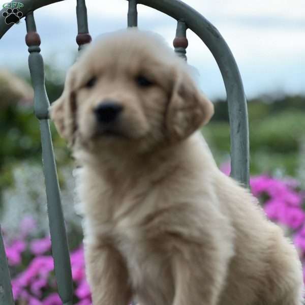 Toni, Golden Retriever Puppy